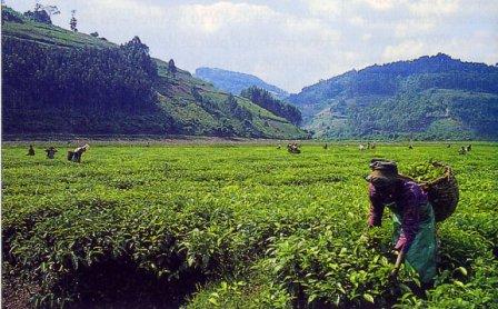 theeplukkers op een theeplantage in Rwanda